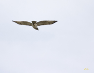Red tailed Hawk